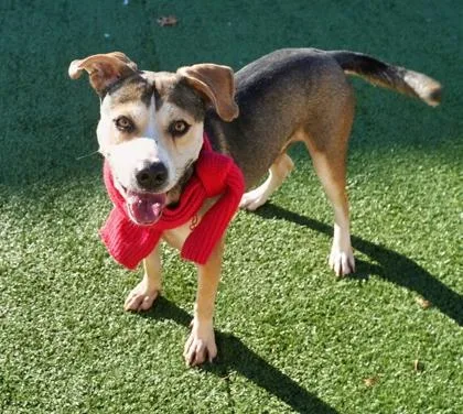 Tannenbaum thumbnail 3