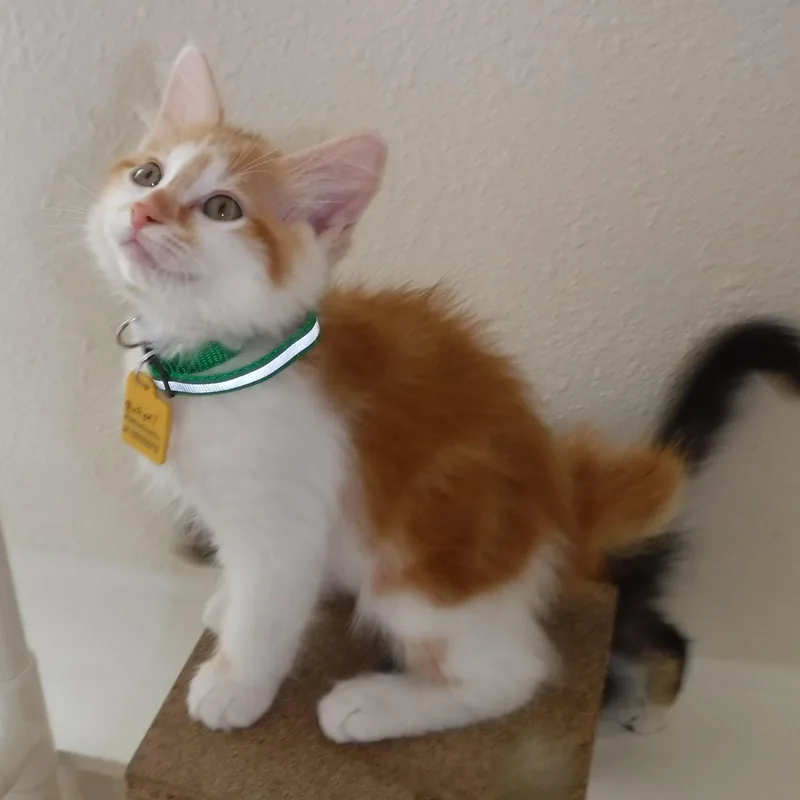 A baby medium-sized male Orange & White Domestic Short Hair cat named Michael  Precious Little for adoption in Hoquiam, WA