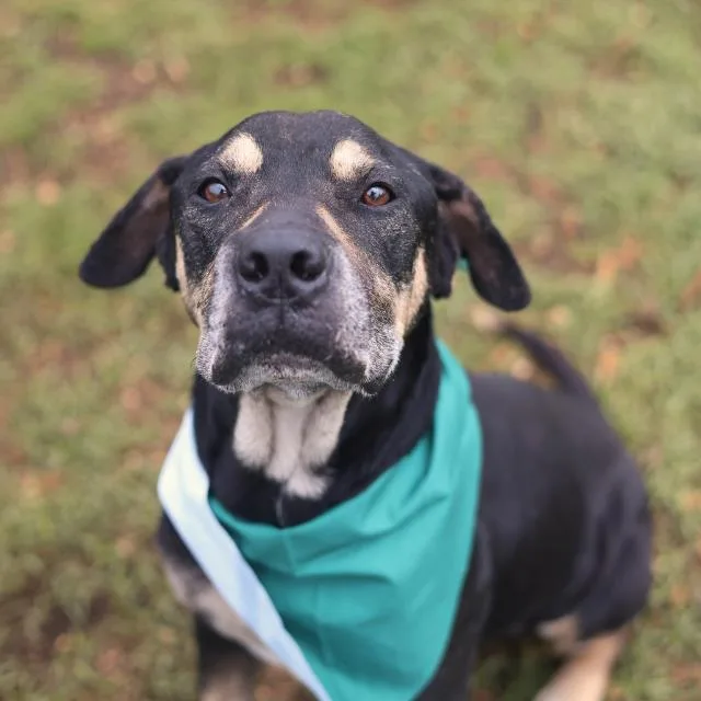 An adult large-sized male Rottweiler dog named Alexander for adoption in San Antonio, TX