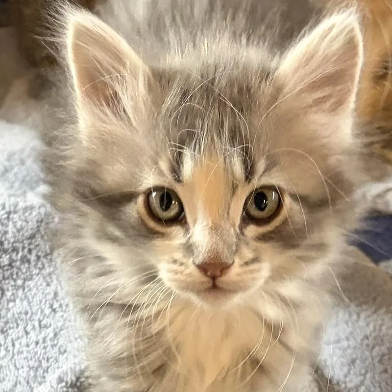 A baby medium-sized female Gray & White Domestic Medium Hair cat named Misty for adoption in Dickinson, ND