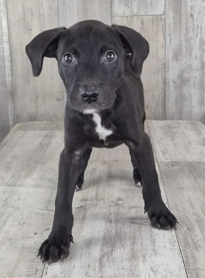 An adult small-sized male Terrier dog named Edgar for adoption in Shreveport, LA