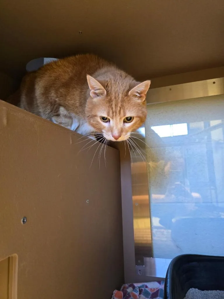 A senior large-sized male Domestic Short Hair cat named Simba for adoption in Blountville, TN