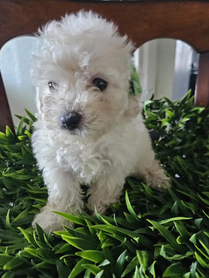 Molly