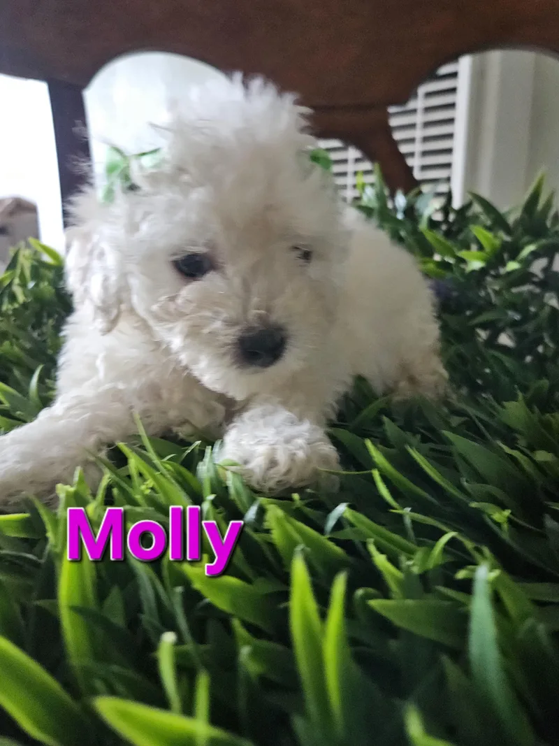 Molly thumbnail 4