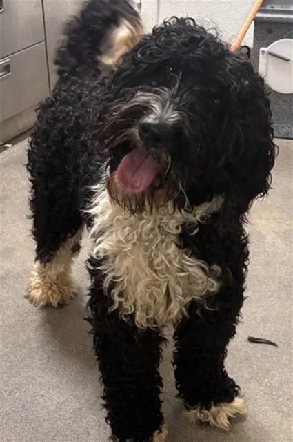 An adult medium-sized male Poodle dog named Pyro for adoption in Upper Marlboro, MD