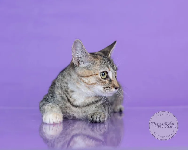 An adult medium-sized female Tabby (Gray / Blue / Silver) Domestic Short Hair cat named Angel for adoption in Tuscaloosa, AL