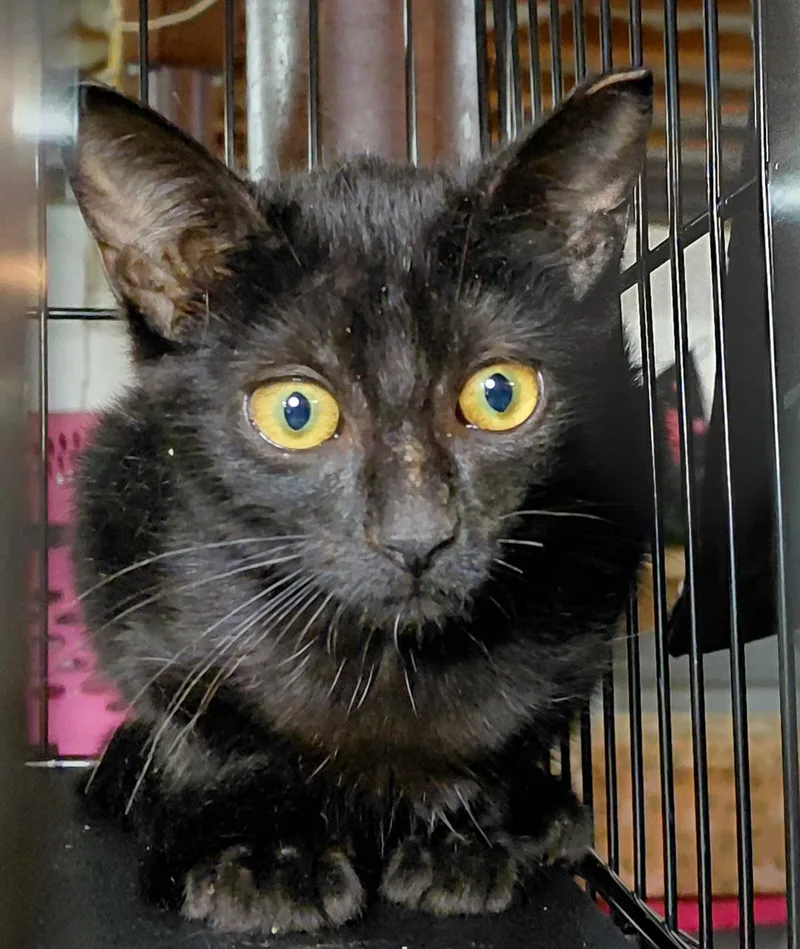 A young medium-sized female Black Domestic Short Hair cat named Dumpling for adoption in Bethpage, NY