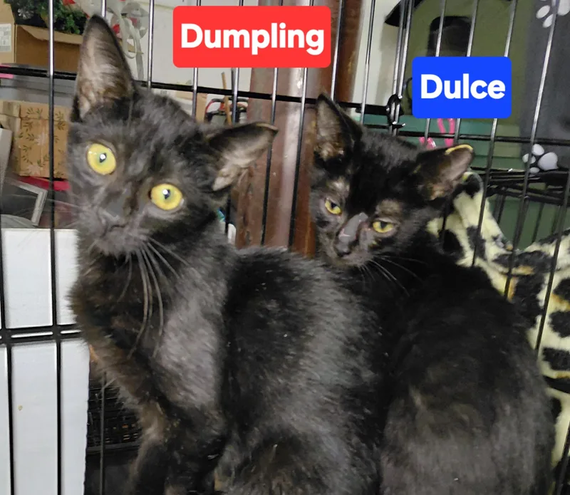 Dumpling thumbnail 2