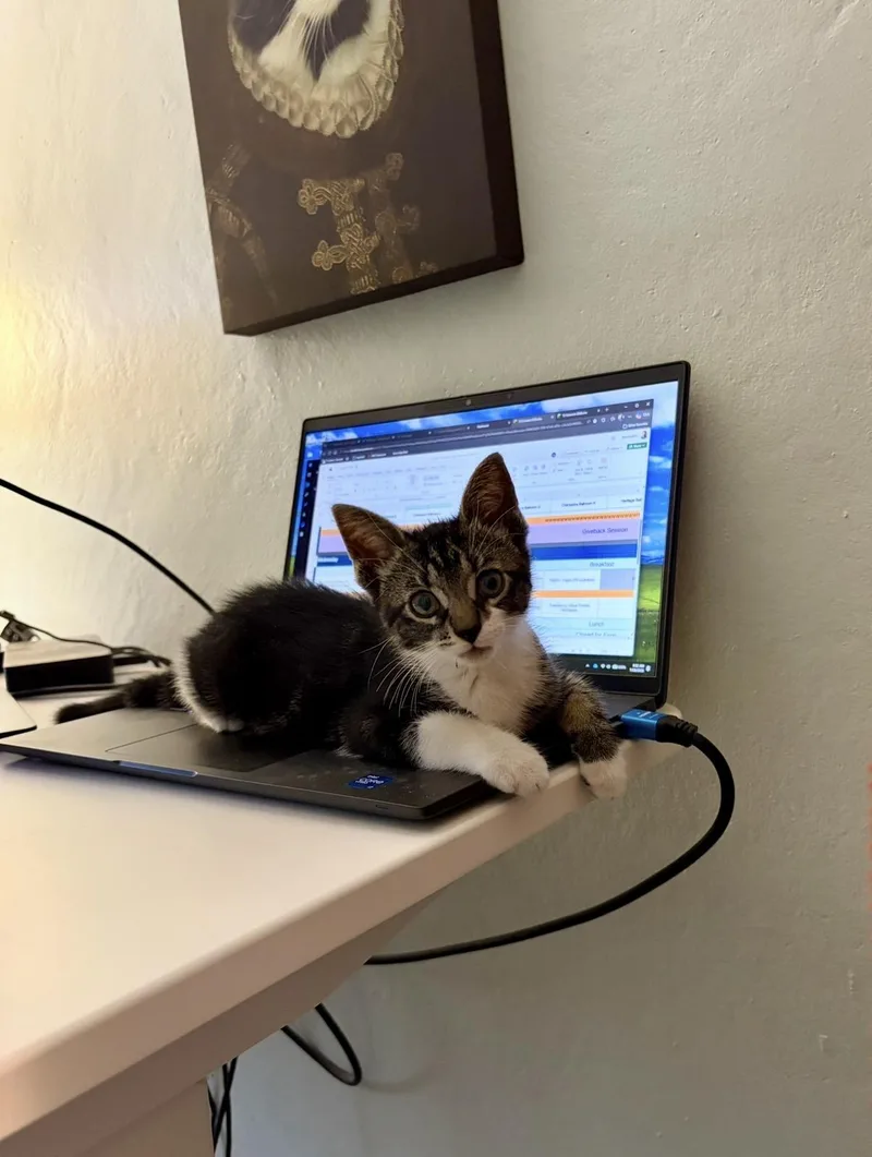 A baby medium-sized male Domestic Short Hair cat named Gimli for adoption in Hope Valley, RI