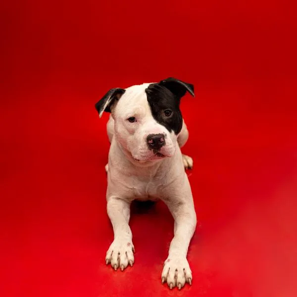 An adult small-sized male Pit Bull Terrier dog named Pen Mufasa for adoption in Lawrenceville, GA
