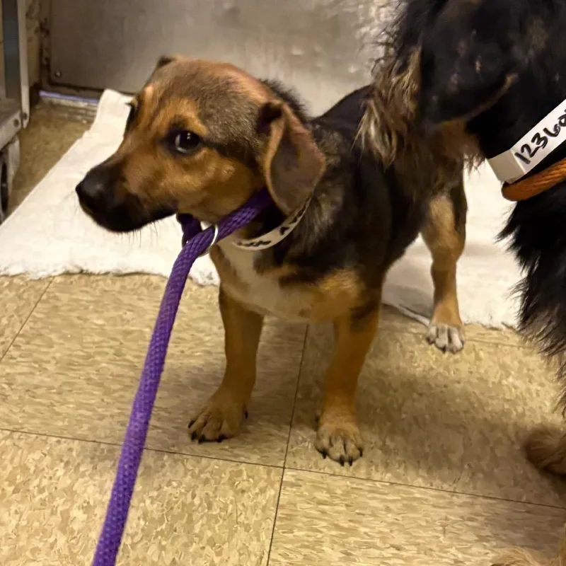 A young small-sized male Dachshund dog named Avery for adoption in Birmingham, AL