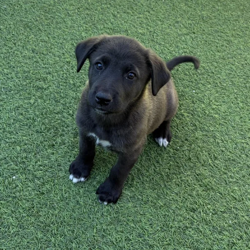 A baby medium-sized female Black Shepherd dog named Charm for adoption in LOXAHATCHEE, FL