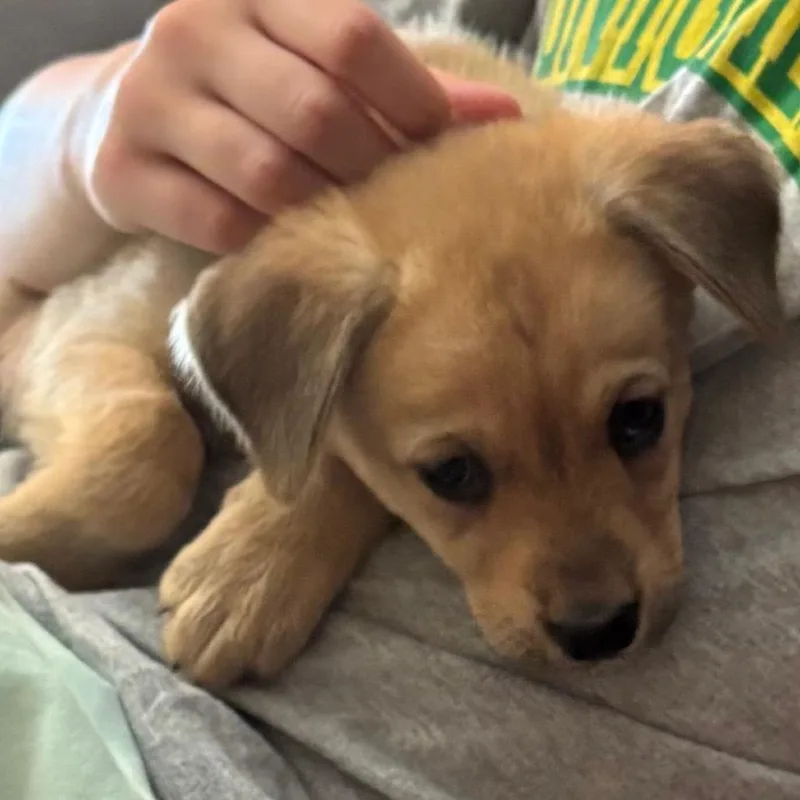 Pip thumbnail 2