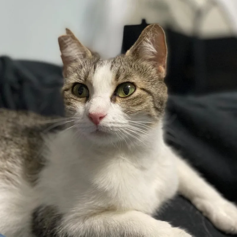 An adult small-sized female White Domestic Short Hair cat named Buffy for adoption in Fredericksburg, TX