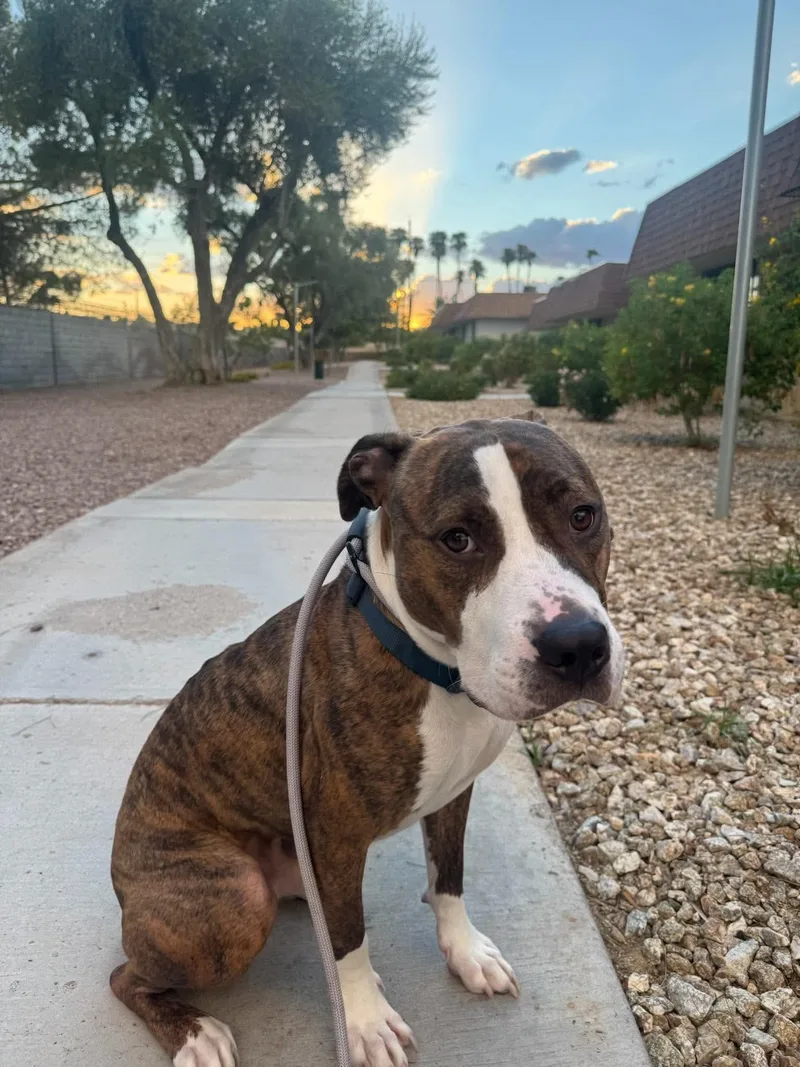 An adult large-sized male Pit Bull Terrier dog named Chance for adoption in Las Vegas, NV