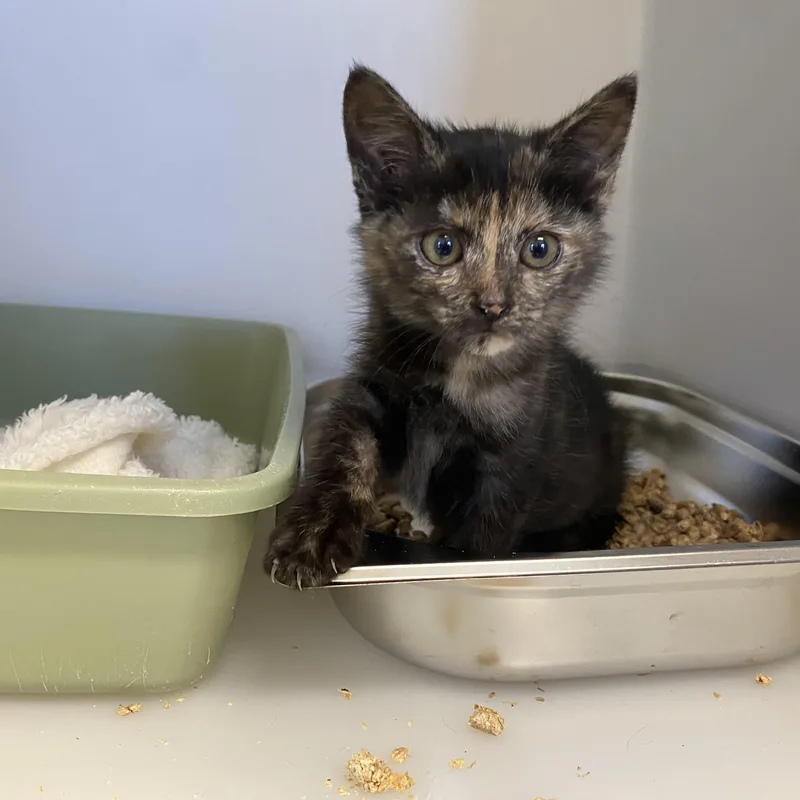 A baby small-sized female Dilute Tortoiseshell Domestic Short Hair cat named Trixey for adoption in King George, VA