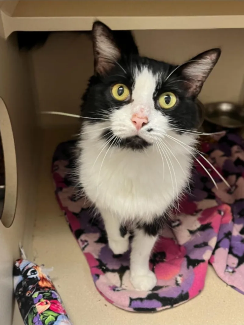An adult medium-sized female Black & White / Tuxedo Domestic Short Hair cat named Sweetie for adoption in Winfield, KS