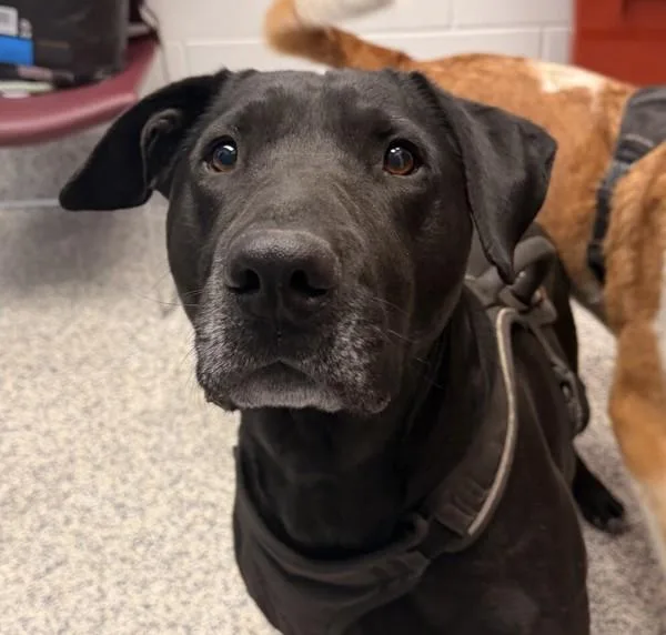An adult medium-sized male Labrador Retriever dog named Pipsey for adoption in Golden, CO