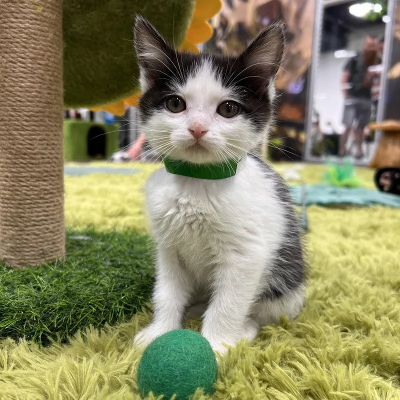 A baby small-sized female White Domestic Short Hair cat named Rigatoni for adoption in Las Vegas, NV