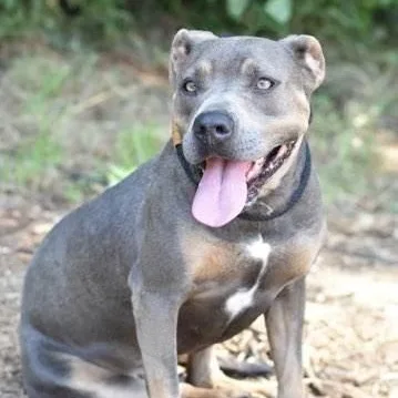 An adult medium-sized female Brown / Chocolate Staffordshire Bull Terrier dog named Babs for adoption in Willis, TX