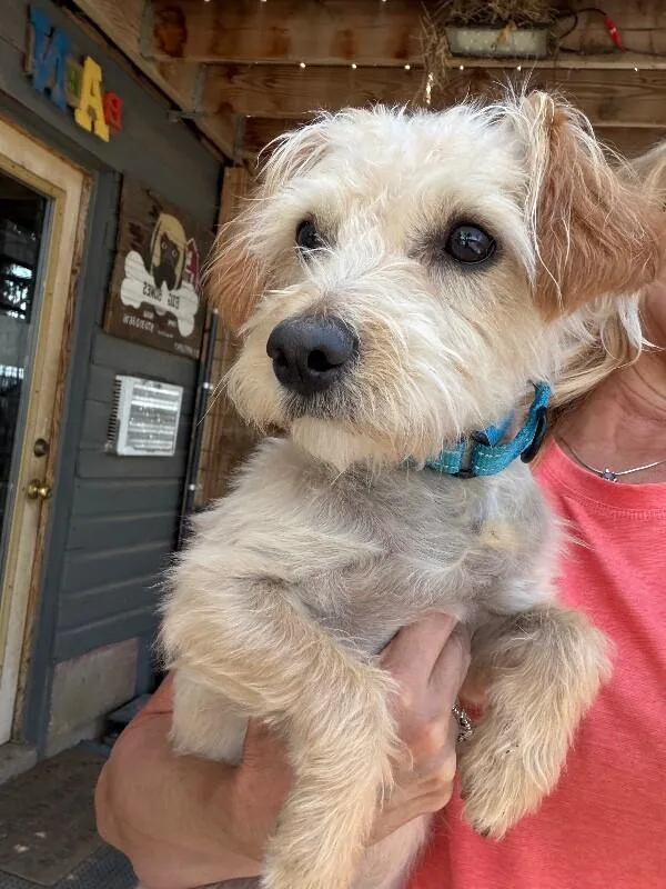 A young medium-sized male Terrier dog named Milo for adoption in Windsor, CO