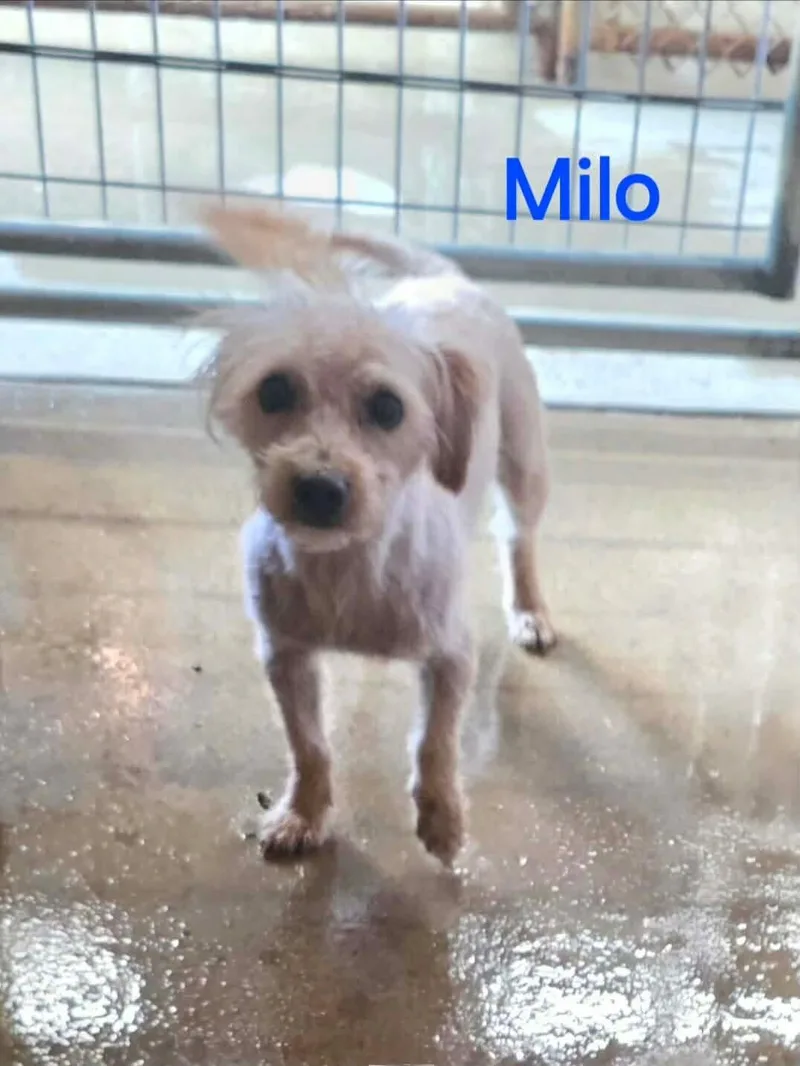 Milo thumbnail 3