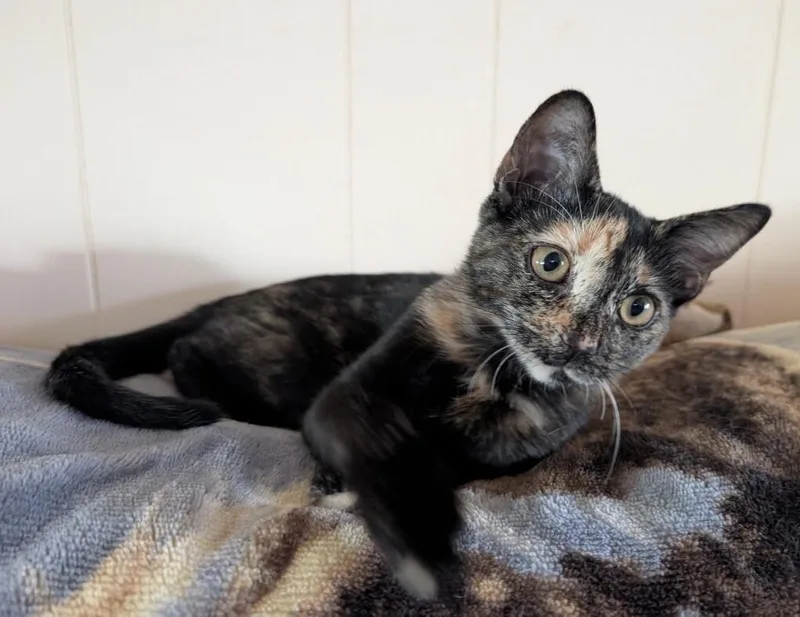 A baby small-sized female Tortoiseshell cat named Poppy Tea Time for adoption in Anthem, AZ
