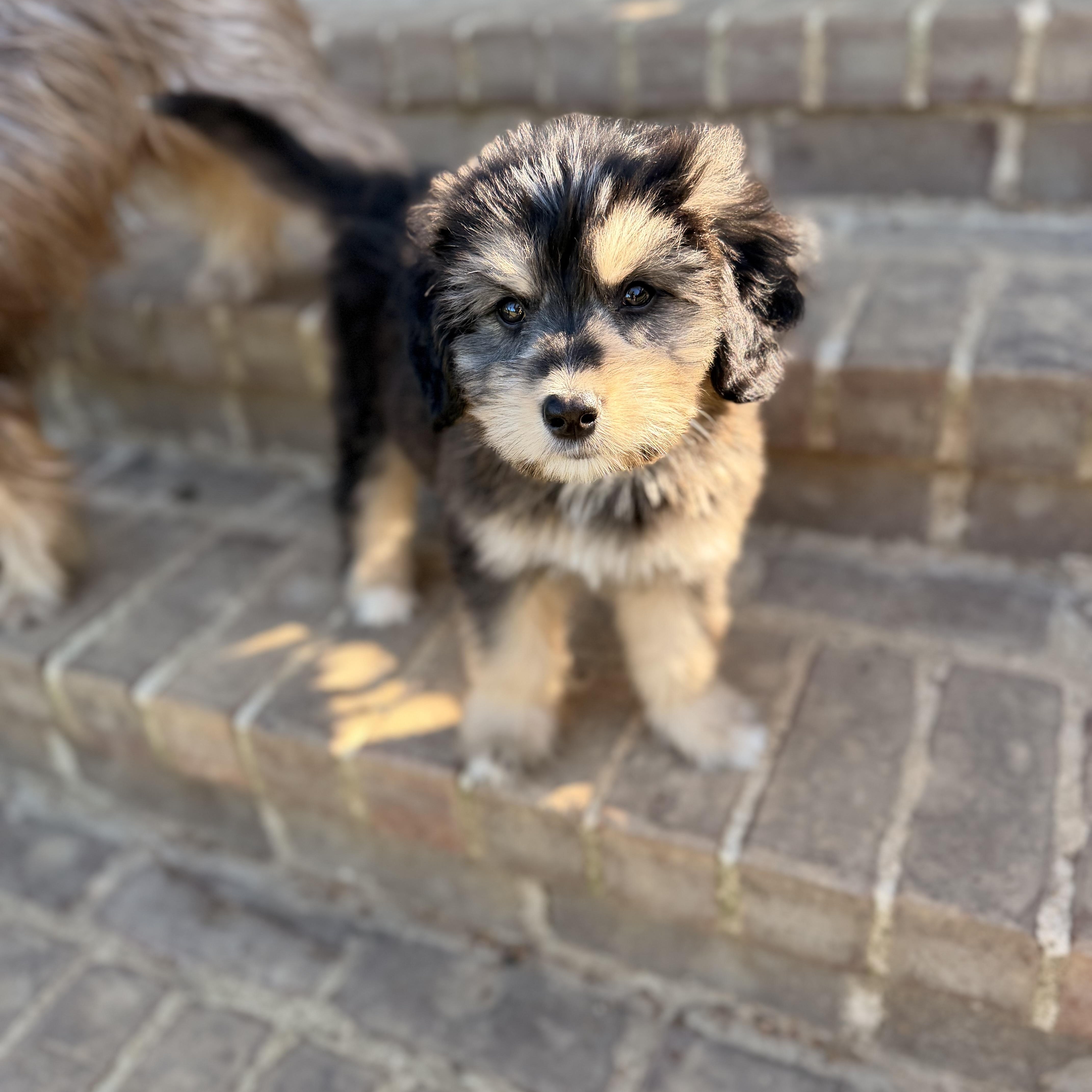 A baby medium-sized male Tricolor (Brown, Black, & White) Bernadoodle dog named Titan for adoption in Warrior, AL