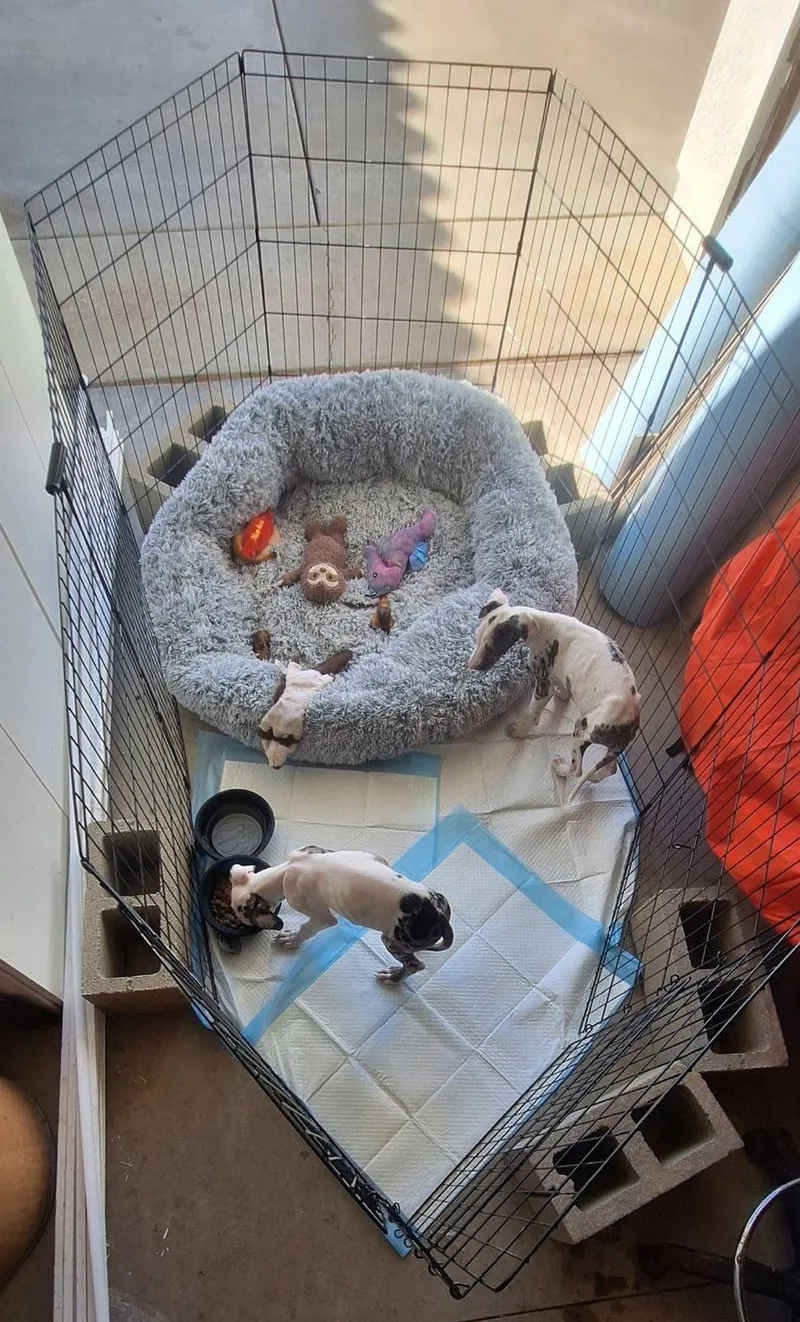 A baby small-sized female White / Cream Great Dane dog named Saltiney for adoption in Long Beach, CA