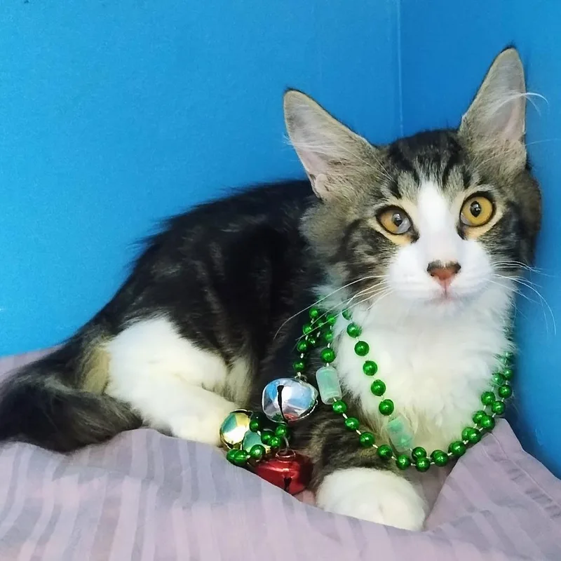 A young medium-sized male Brown / Chocolate Domestic Medium Hair cat named Curio for adoption in Boston, MA
