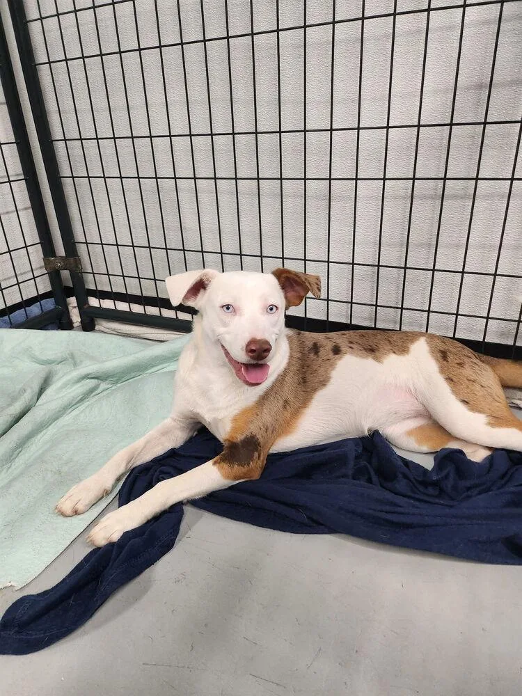 A young medium-sized female Catahoula Leopard Dog dog named Blue for adoption in Chattanooga, TN