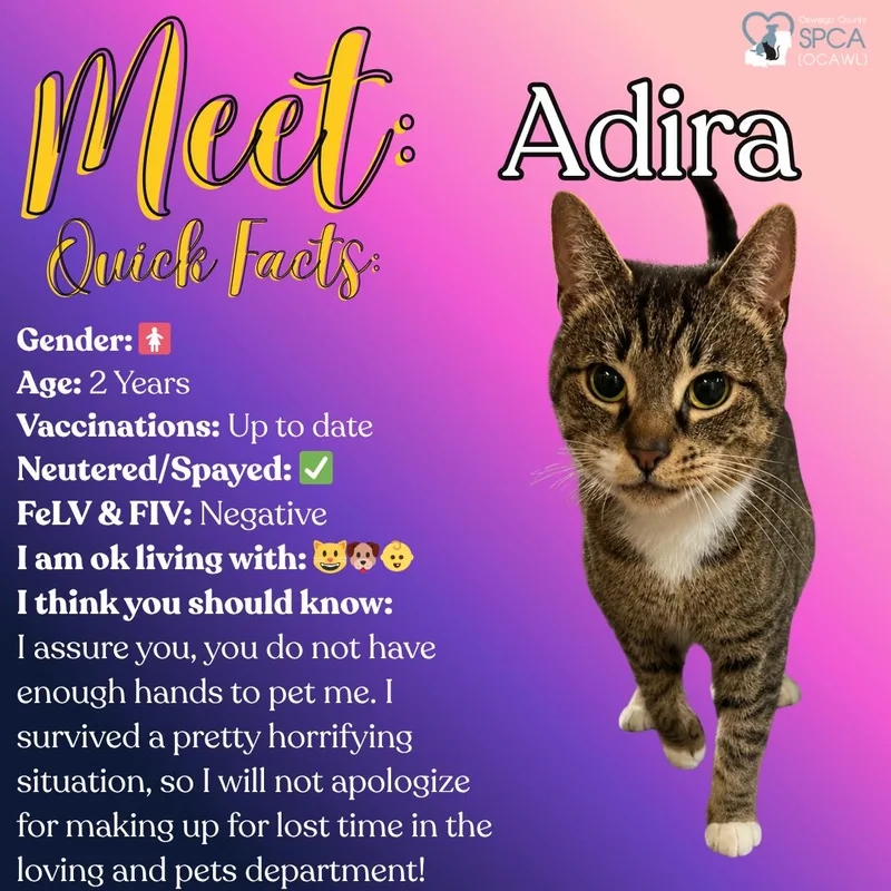 A young medium-sized female Tabby cat named Adira for adoption in Fulton, NY