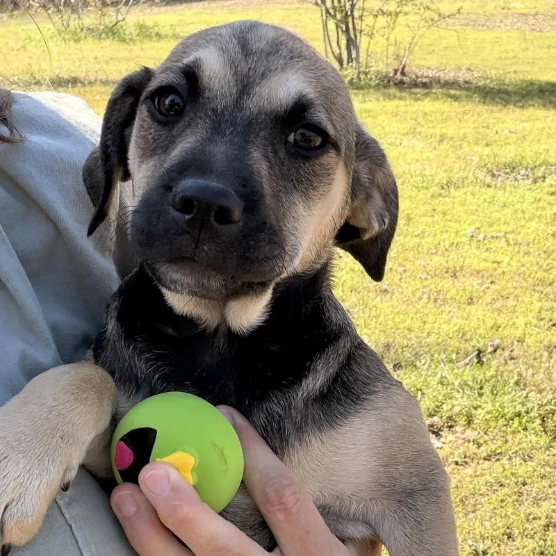 A baby medium-sized male Black Black Mouth Cur dog named Boudy for adoption in Warrior, AL