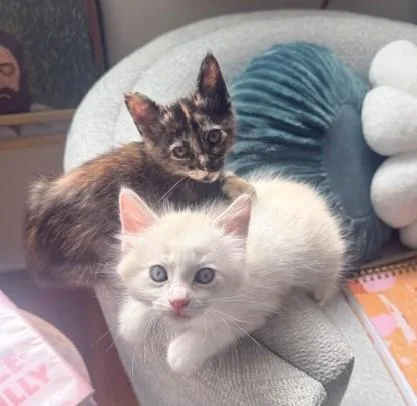 A baby small-sized female Tortoiseshell cat named Dorothy for adoption in Burbank, CA