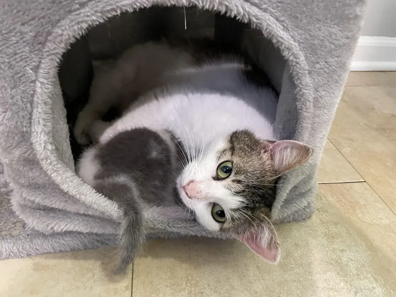 An adult medium-sized female White Domestic Short Hair cat named Willow for adoption in Fishers, IN