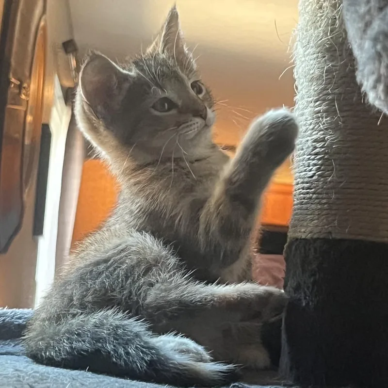 Elliot