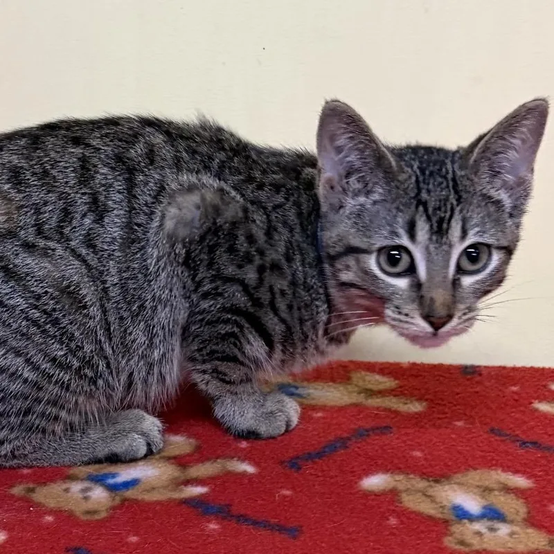 A baby small-sized female Gray / Blue / Silver Domestic Short Hair cat named Shadow for adoption in Rochester, MN