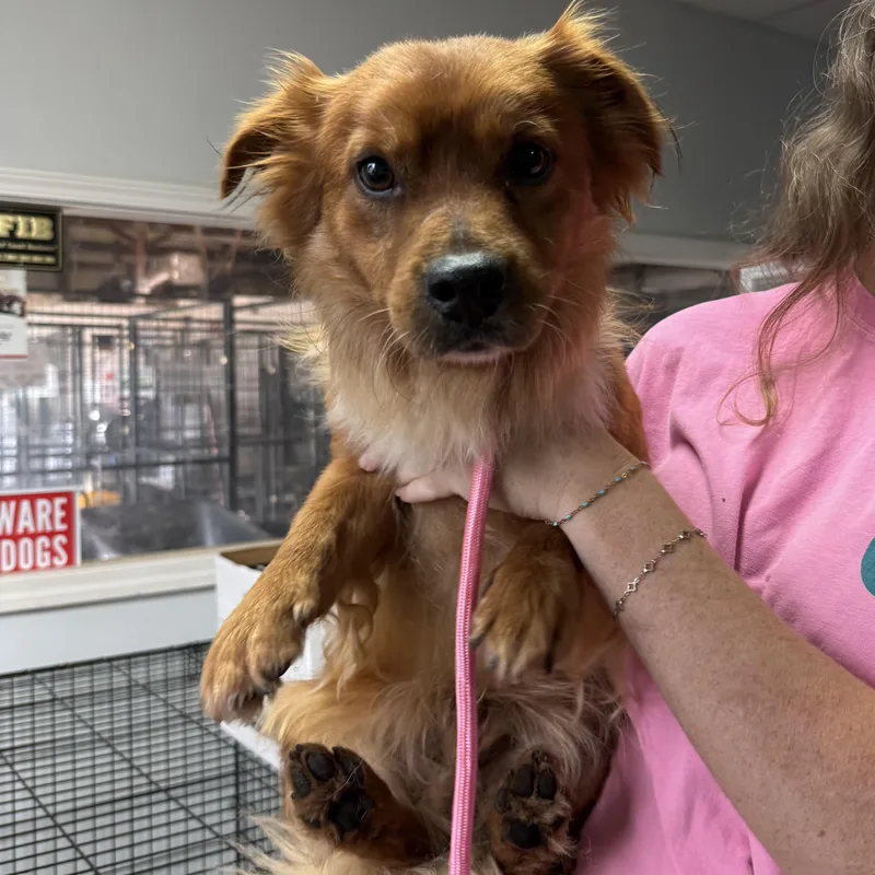 An adult small-sized male Red / Chestnut / Orange Mixed Breed dog named Murphy for adoption in Columbia, SC