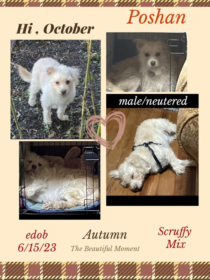 An adult small-sized male White / Cream West Highland White Terrier / Westie dog named Poshan Slthw for adoption in Missouri City, TX