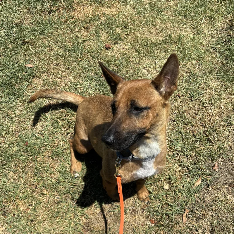 A young medium-sized female Golden Shepherd dog named Penelope for adoption in Rancho Santa Margarita, CA