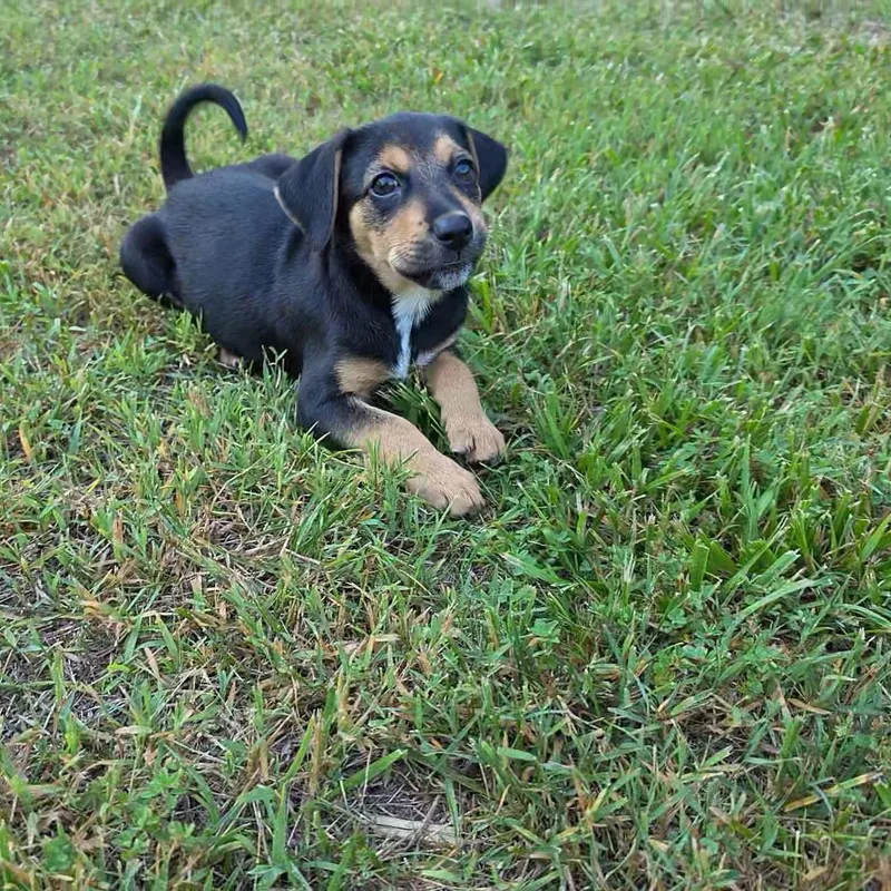 Gus