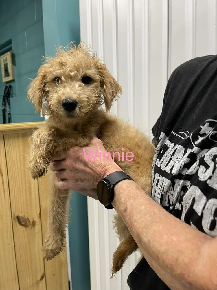 A baby small-sized female Brown / Chocolate Goldendoodle dog named Winnie for adoption in Chattanooga, TN