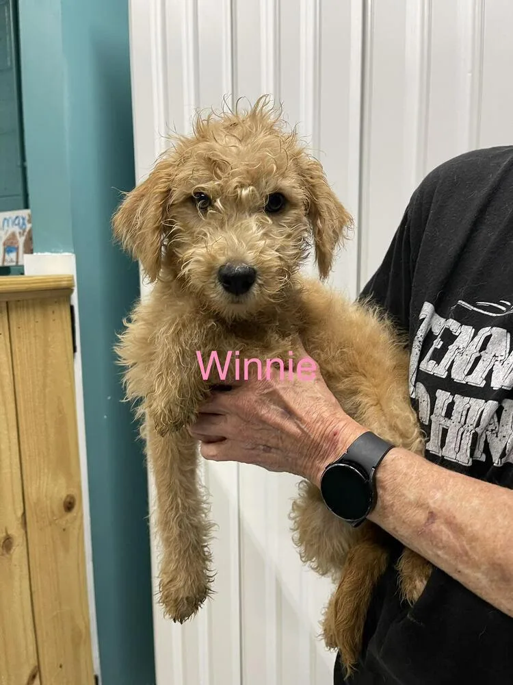 Winnie thumbnail 2
