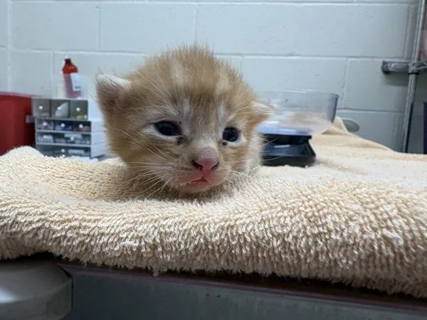 A baby small-sized male Domestic Short Hair cat named George for adoption in San Diego, CA
