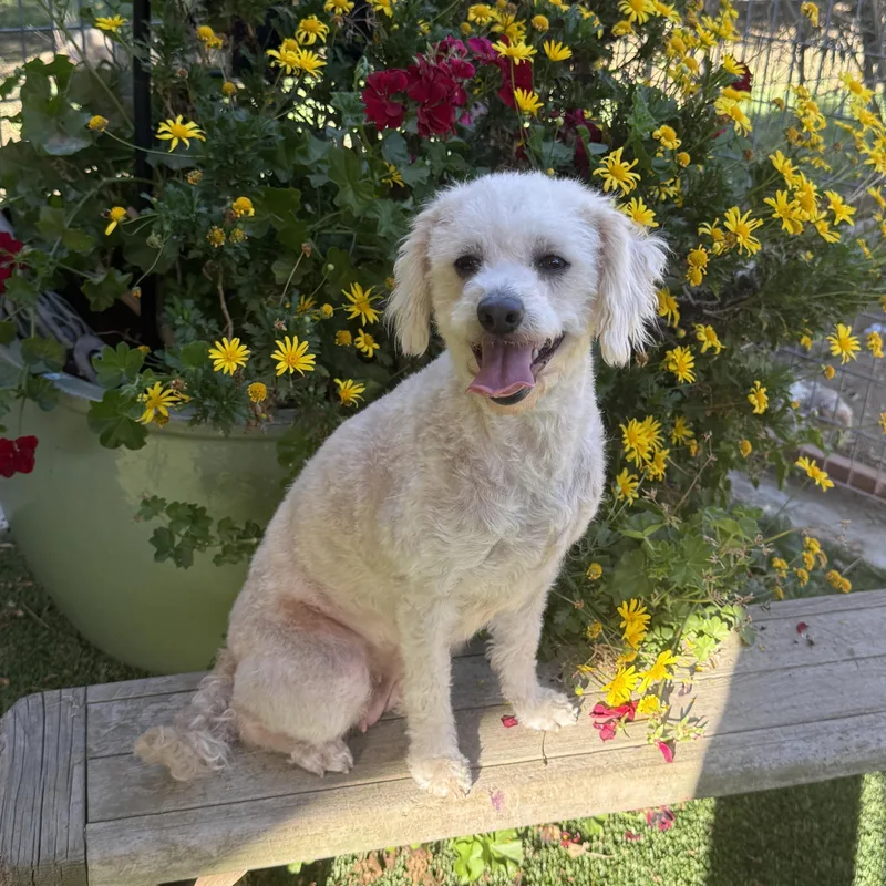 A young small-sized female Standard Poodle dog named Chloe for adoption in modesto, CA