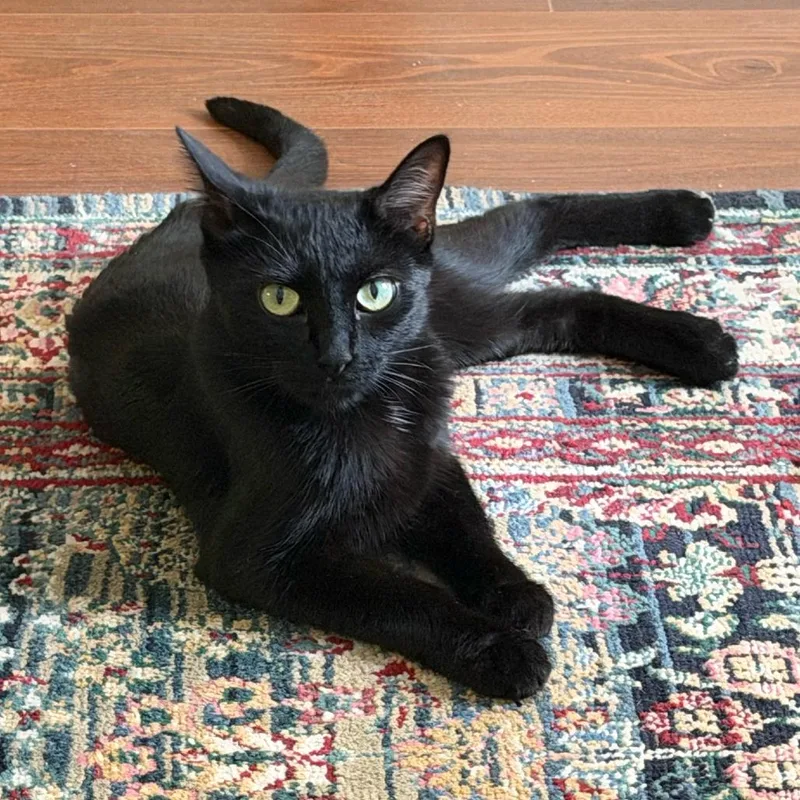 A young small-sized female Black Domestic Short Hair cat named Bella for adoption in Los Angeles, CA
