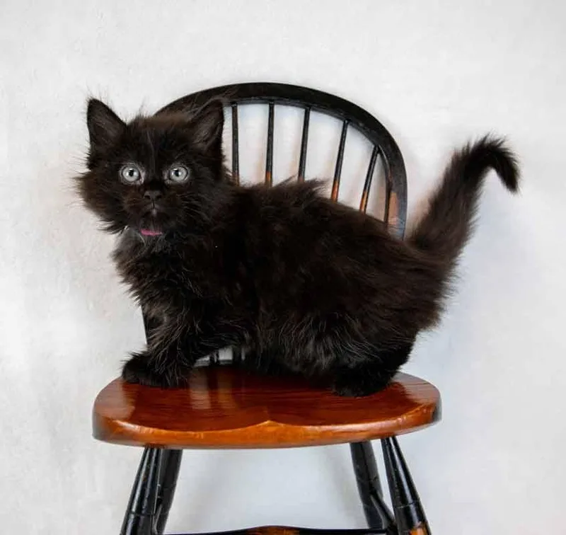 A baby medium-sized female Domestic Medium Hair cat named Marietta for adoption in Kennesaw, GA