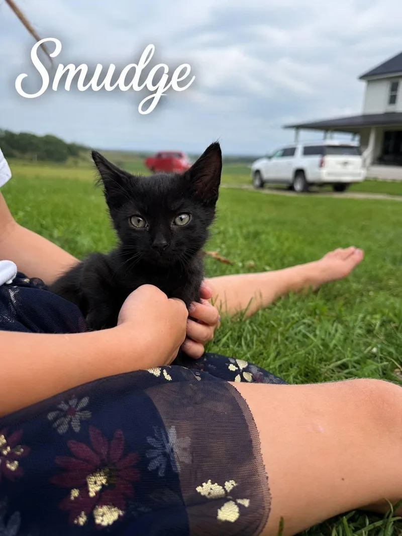 A baby large-sized male Black Domestic Short Hair cat named Smudge for adoption in Decorah, IA