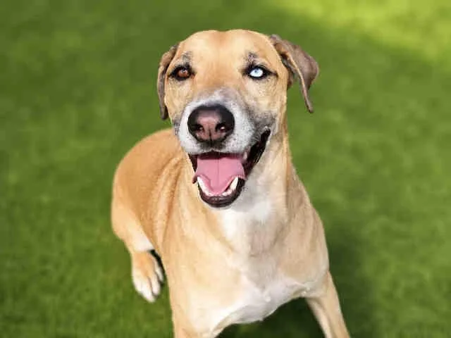 An adult medium-sized male Anatolian Shepherd dog named Brad for adoption in Bonita, CA