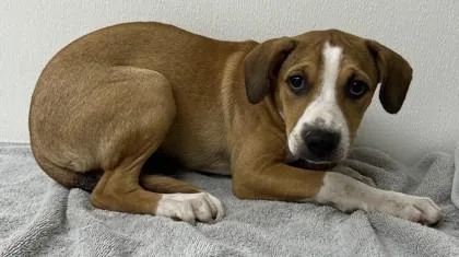 A young medium-sized female Mixed Breed dog named Henna for adoption in Phoenix, AZ